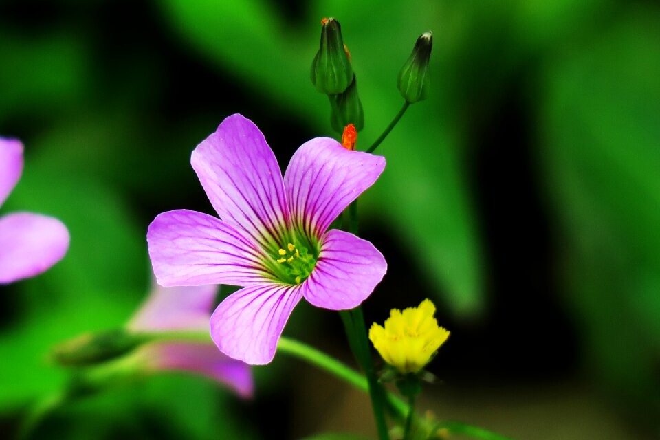 Wild flowers wild nature