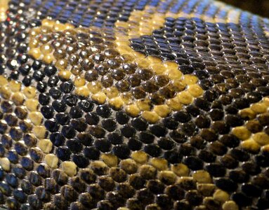 Snake animal pattern