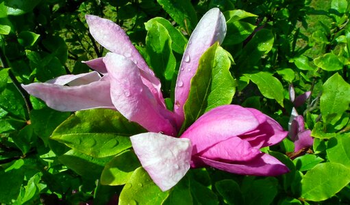 Plant nature leaf