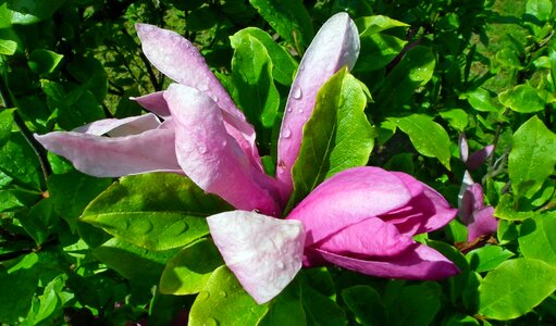 Plant nature leaf photo