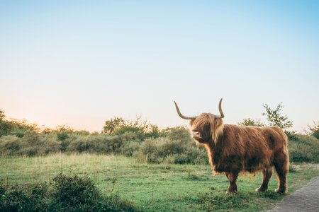 Cattle green grass photo