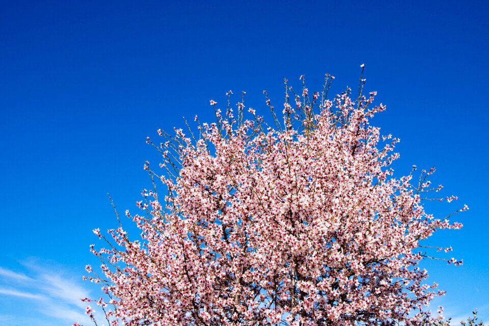 Tree nature natural