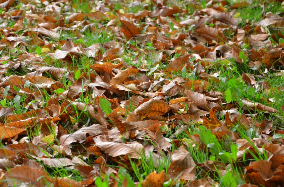 Foliage colors fall rugs leaves brown colour