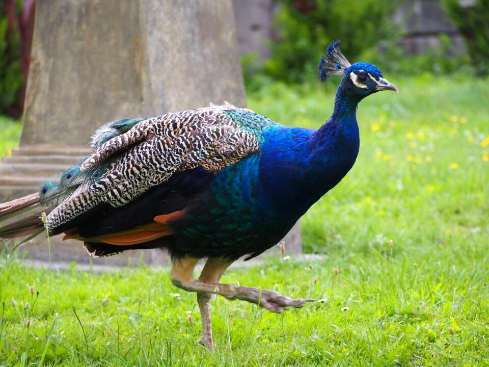 Peacock animal castle garden