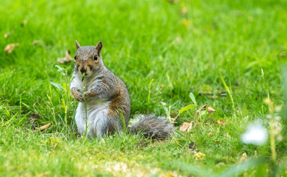 Mammal wildlife cute