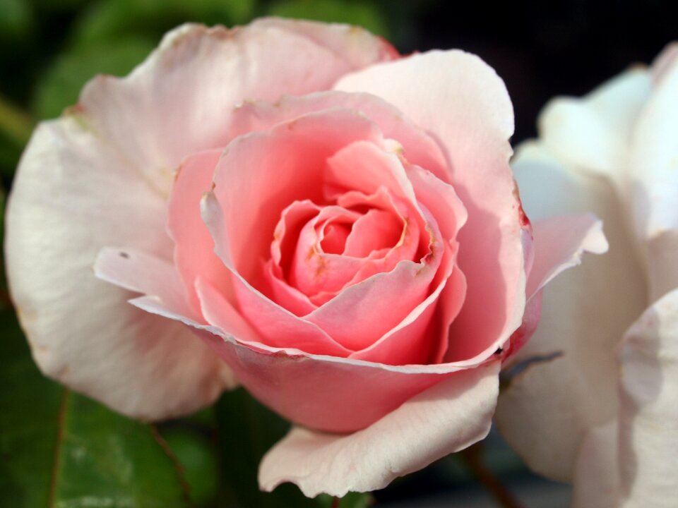 Flower roses bloom