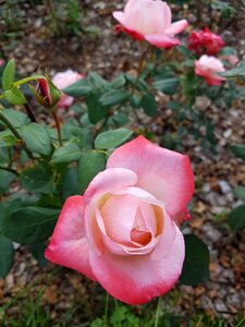 Garden leaf rose
