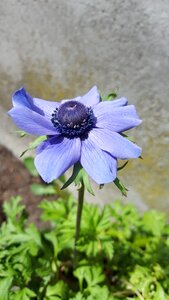 Anemone flower blue
