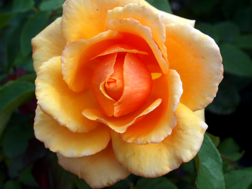 Roses bloom orange
