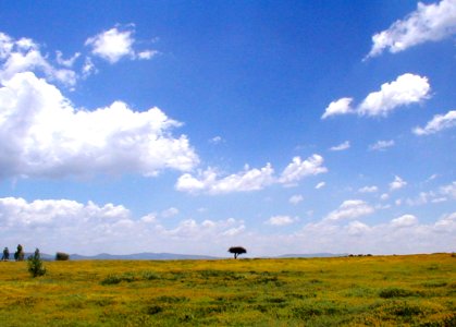 Field near San Miguel de Allende