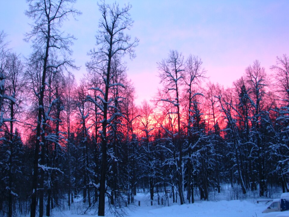 Silhouette trees sunset sky
