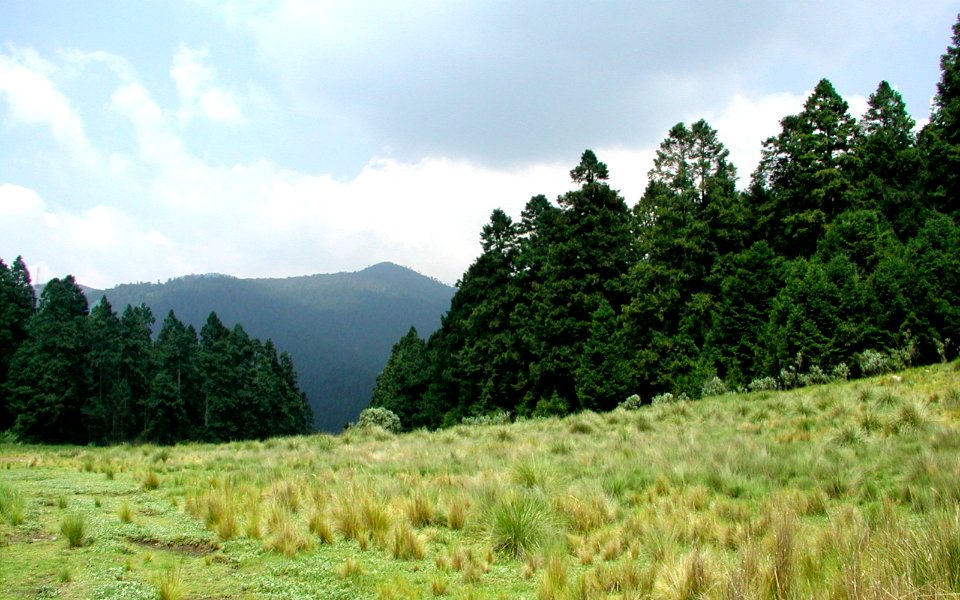 Field-pines-mountain