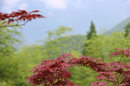 Maple red leaves bamboo