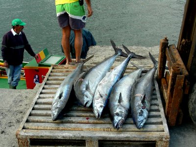 Fischfang auf El Hierro