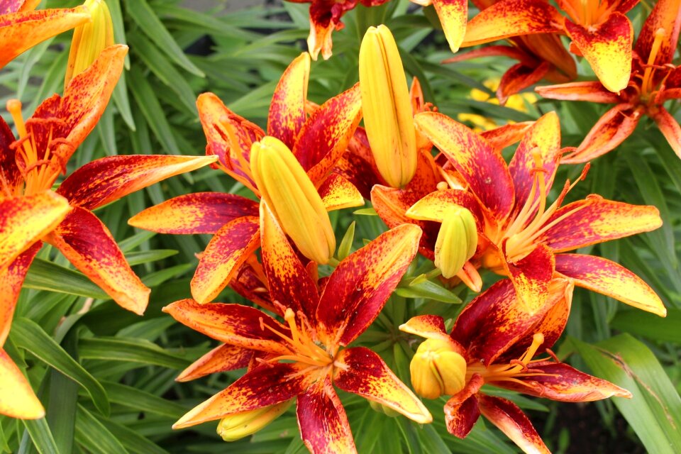 Two-tone garden summer
