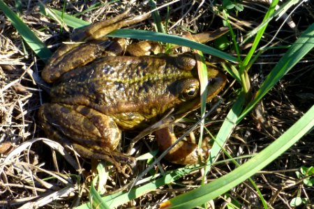 Frosch im unteren Odertal