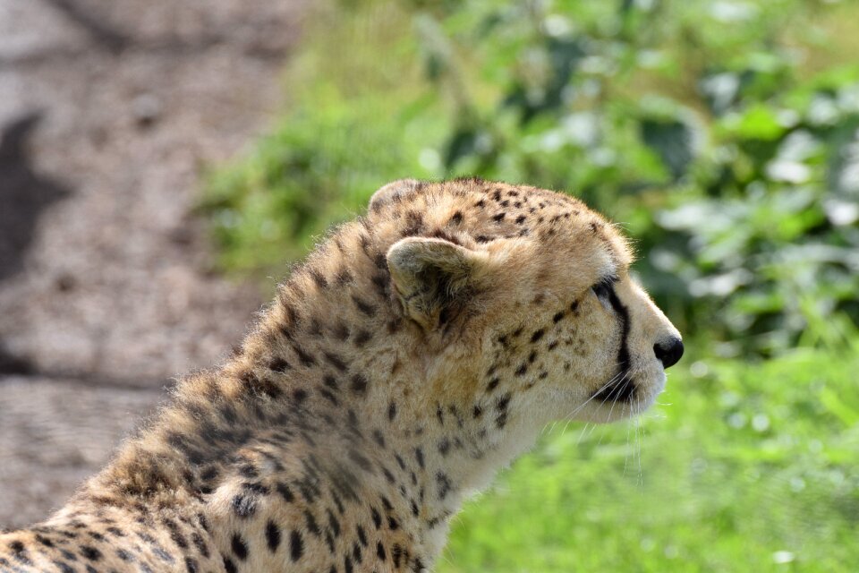 Mammal animal carnivore