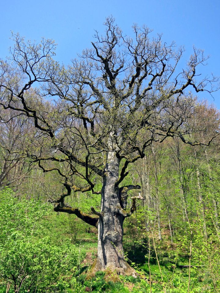 Geiseiche Bischofsheim, 2