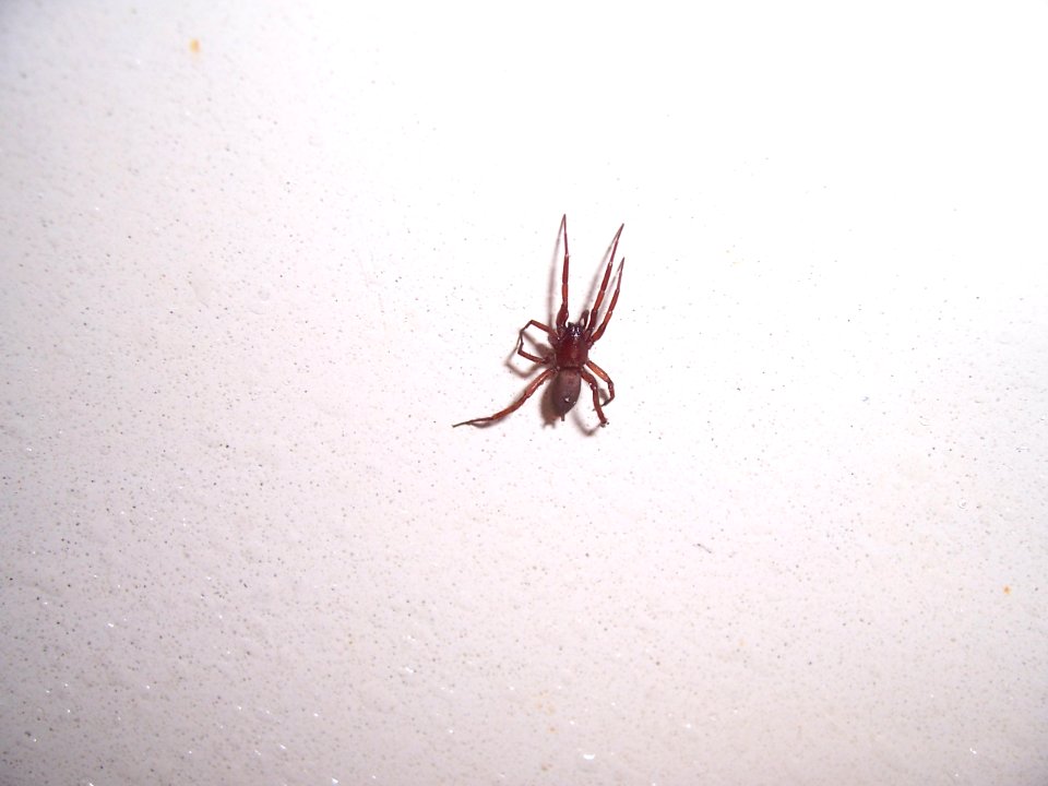 Georgische Spinne2