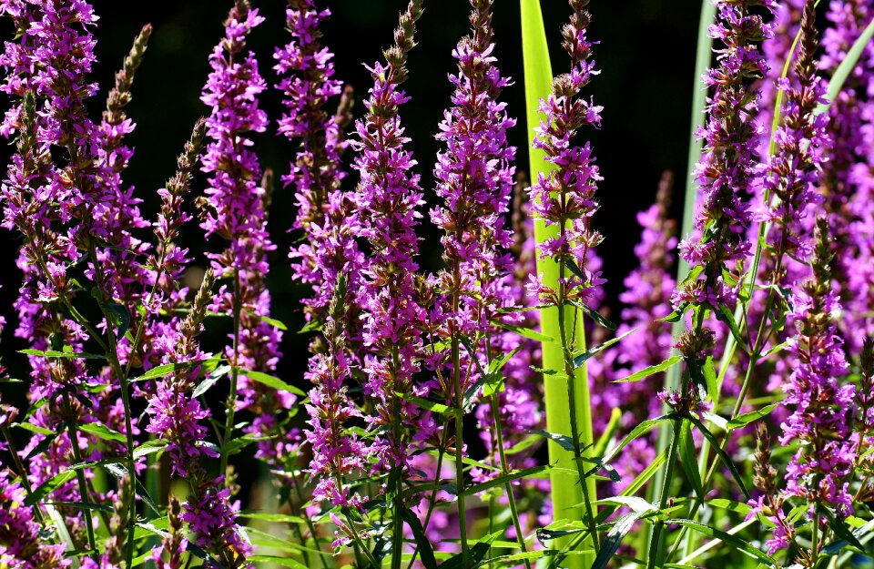 Bright summer flower nature
