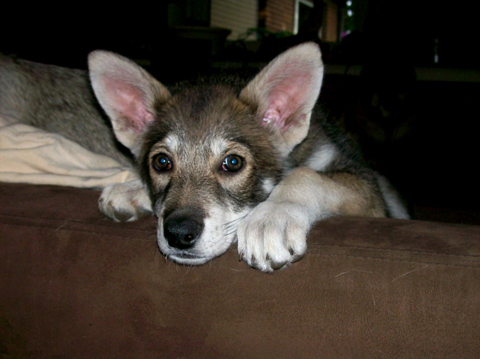 German tamaskan puppy