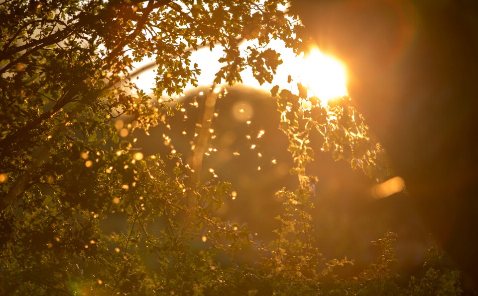 Summer sunlight sunny