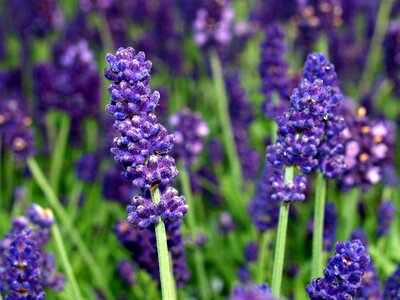 Flower lavender blooms
