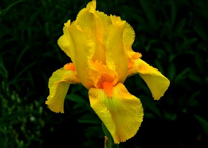 Nature plant summer