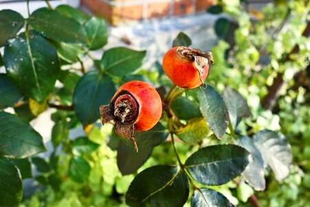 Fruit food medicine