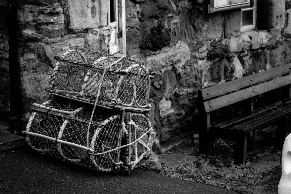 Lobster sea fish photo