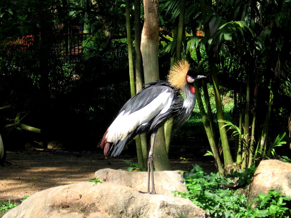 Grey Crowned Crane, Balearica regulorum, JBP, Nov 06