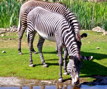 Grevyzebras beim Trinken