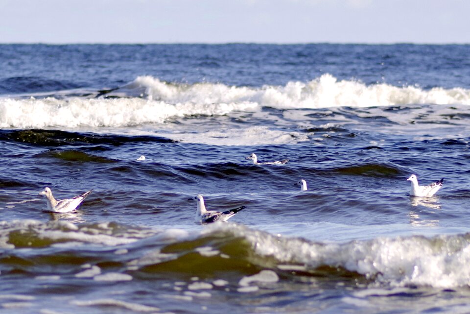 Swim nature waves
