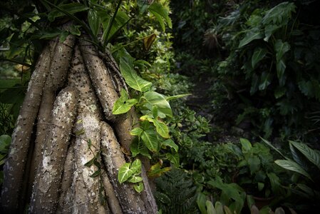 Flora growth tree roots