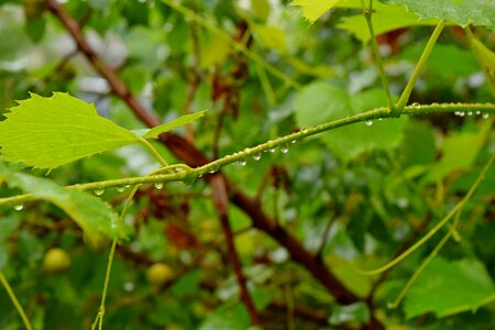 Branch loza grapes