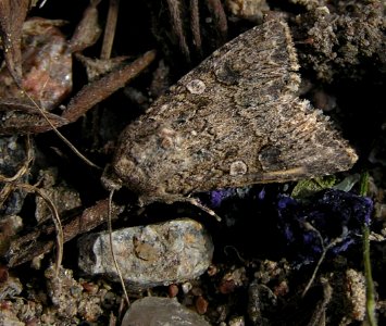 Hadula trifolii