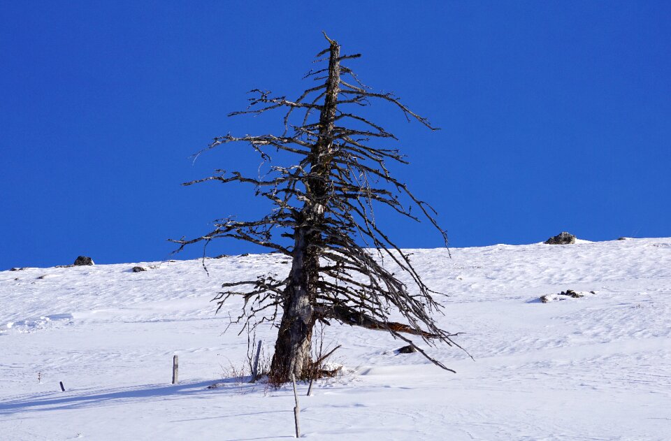 Nature landscape tree