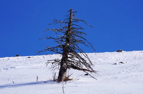 Nature landscape tree