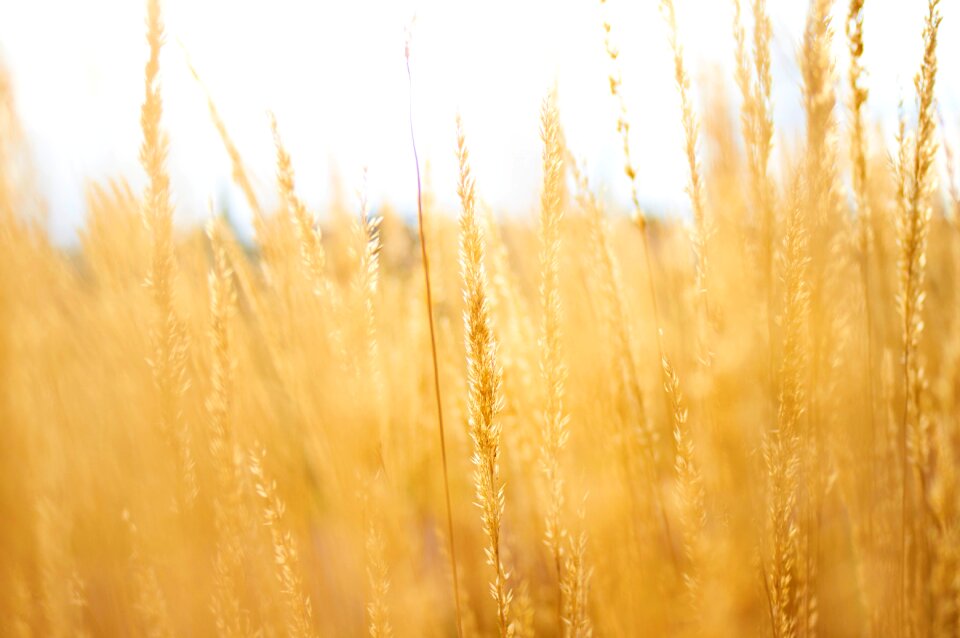 Crops field farm