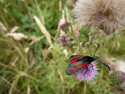 Thistle grass lepidoptera