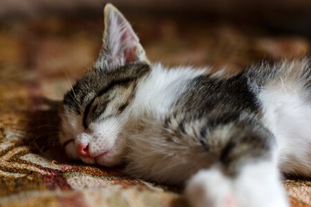 Fur mammals pet