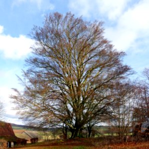 Hannesebuche photo