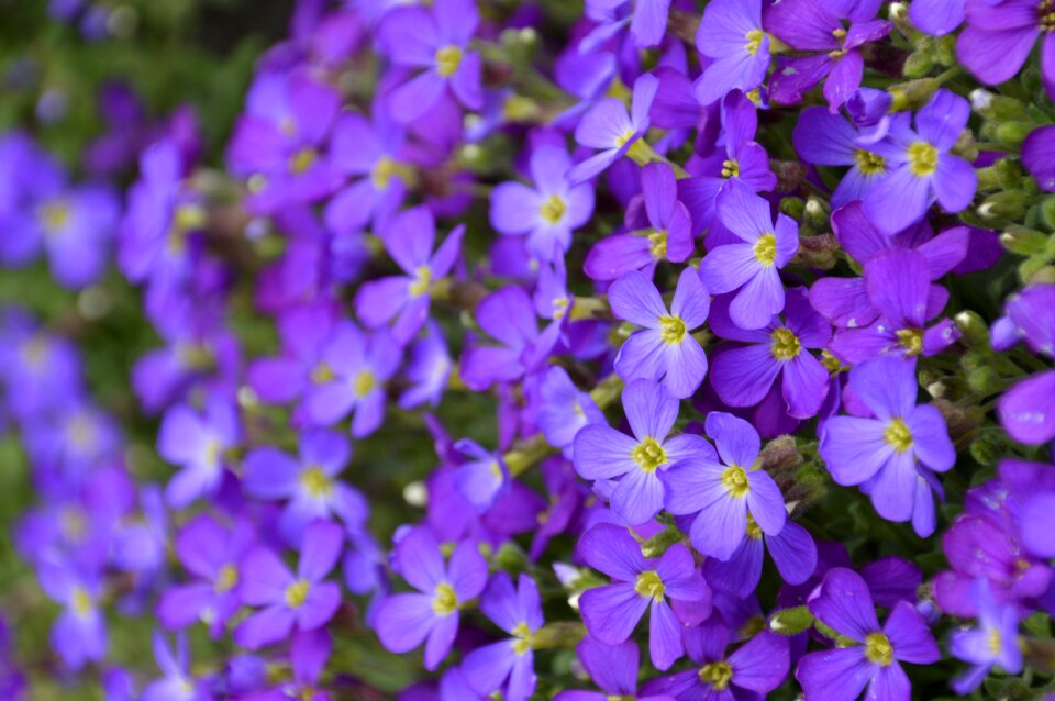 Garden no person petal