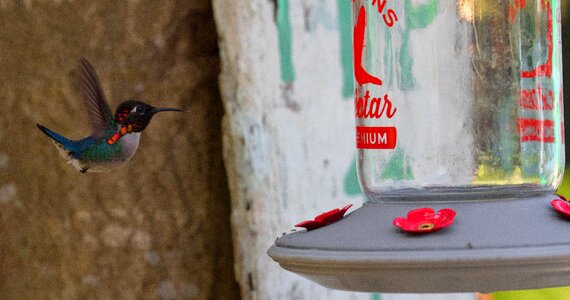 Zunzuncito endemic hummingbird photo