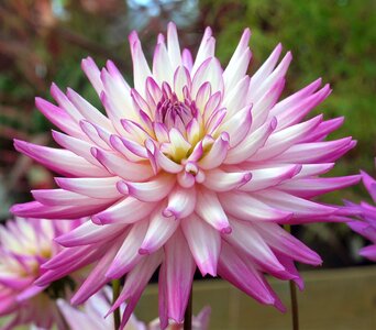Flower dahlia bloom