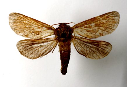Hepialus lupulinus