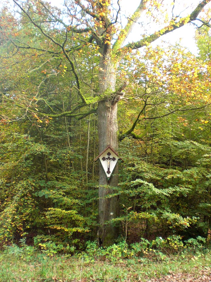 Himmelsberg- Herrgottseiche