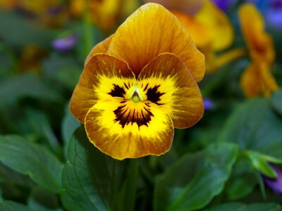Flower pansy bloom