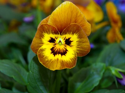 Flower pansy bloom photo