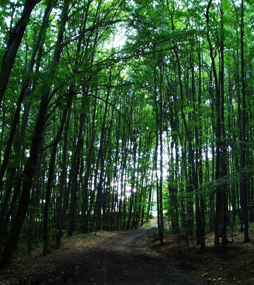 Holzschlag Wienerwald